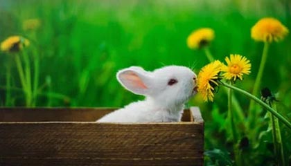 Kaiyun中国官网-樊振东德甲赛场迎首胜